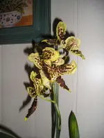 Orchidee 13.webp