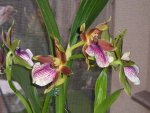 Orchidee 14.jpg