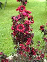Rote 2.webp