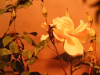 Diveres 001.webp