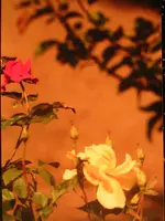Diverses 030.webp