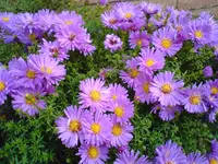 DSC01225.webp
