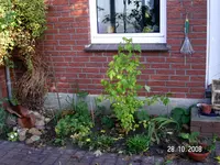 terrassenbeet.webp