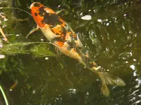 DSC00504.webp