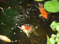 DSC00559.webp