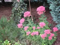 IMG_0381Fette Henne.webp