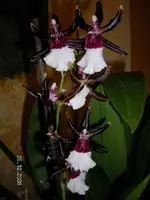Orchimini8.10'08.webp