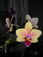 Orchimini2.webp
