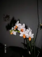 Orchimini4.webp