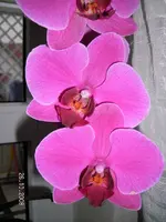 Orchimini3.webp