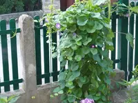 k-BilderForum0308 003.webp