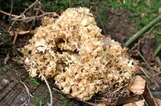 800px-Sparassis_crispa_JPG1[1].webp