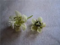 Actinidia Weiki weibl und männlBlüte (2).webp