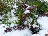 Schnee Fetthenne.webp
