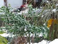 Schnee Olivo.webp