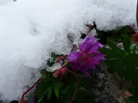 Schnee Storchschn..webp
