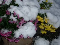 Schnee.Chrys.webp