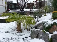 Schnee Palme.webp