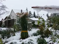 Schnee Pampas.webp