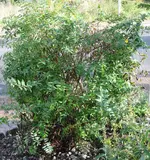 IMG_1942.webp