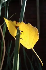 DSC01810.webp