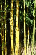 DSC01822.webp