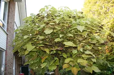 IMG_1977.webp