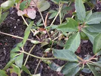 Garten November 006.webp