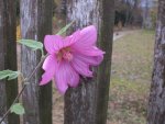 Garten November 010.jpg