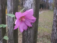 Garten November 010.webp