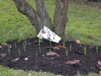 Garten November 030.webp