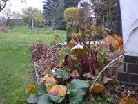 Garten November 026.webp