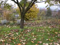 Garten November 020.webp