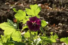 DSC08649-w NN.webp