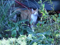 02_11_2008_AX.webp