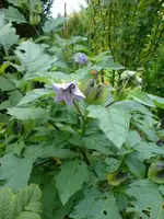 Blaue unbekannte Blume 11.webp