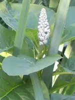 unbekannte Blume weiß.webp