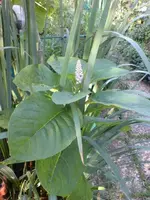 unbekannte Blume weiß 5_11.webp