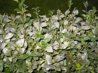 PICT1891.webp