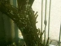 Schmetterlingsflieder_Pilz_1.webp