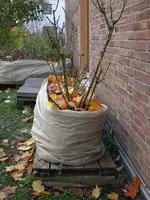 DSCN5208.webp