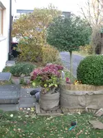 DSCN5210.webp
