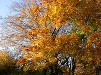DSCN5187.webp