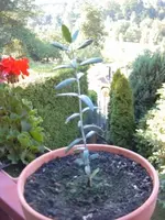 olivenbaum.webp