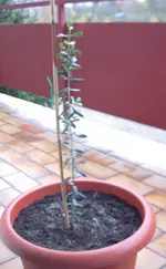 olivenbaum3.webp