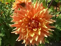 CIMG3386.webp