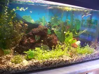 Aquarium3_3.webp