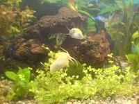Aquarium3_5.webp