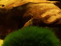 Aquarium1_Garnele.webp