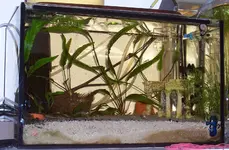 Aquarium2.webp